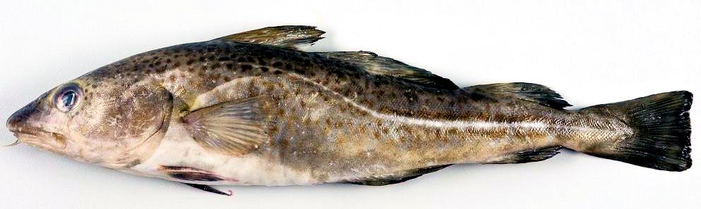Gadus morhua_0522